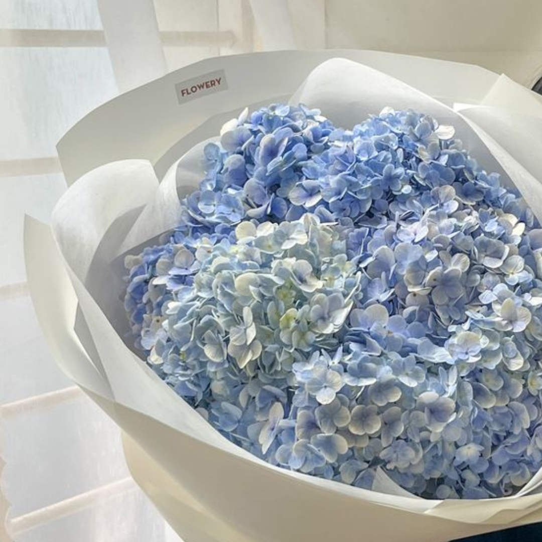Hydrangeas